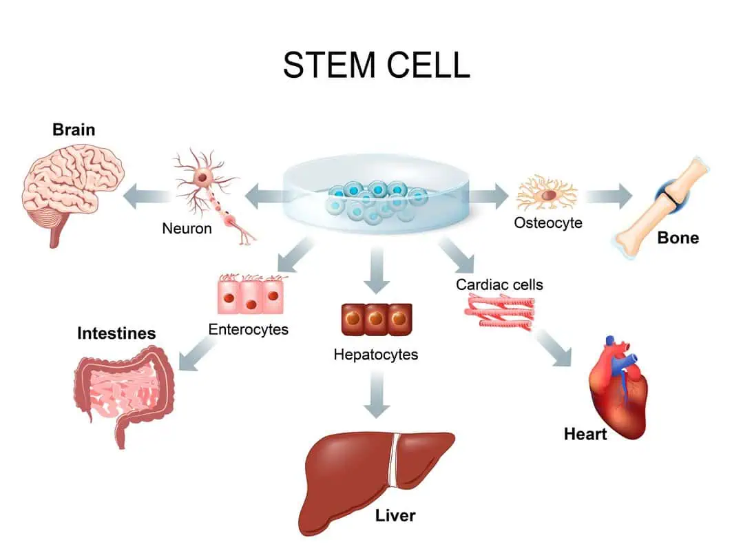 Red light Therapy for stem cell producation at Deeply Vital Medical