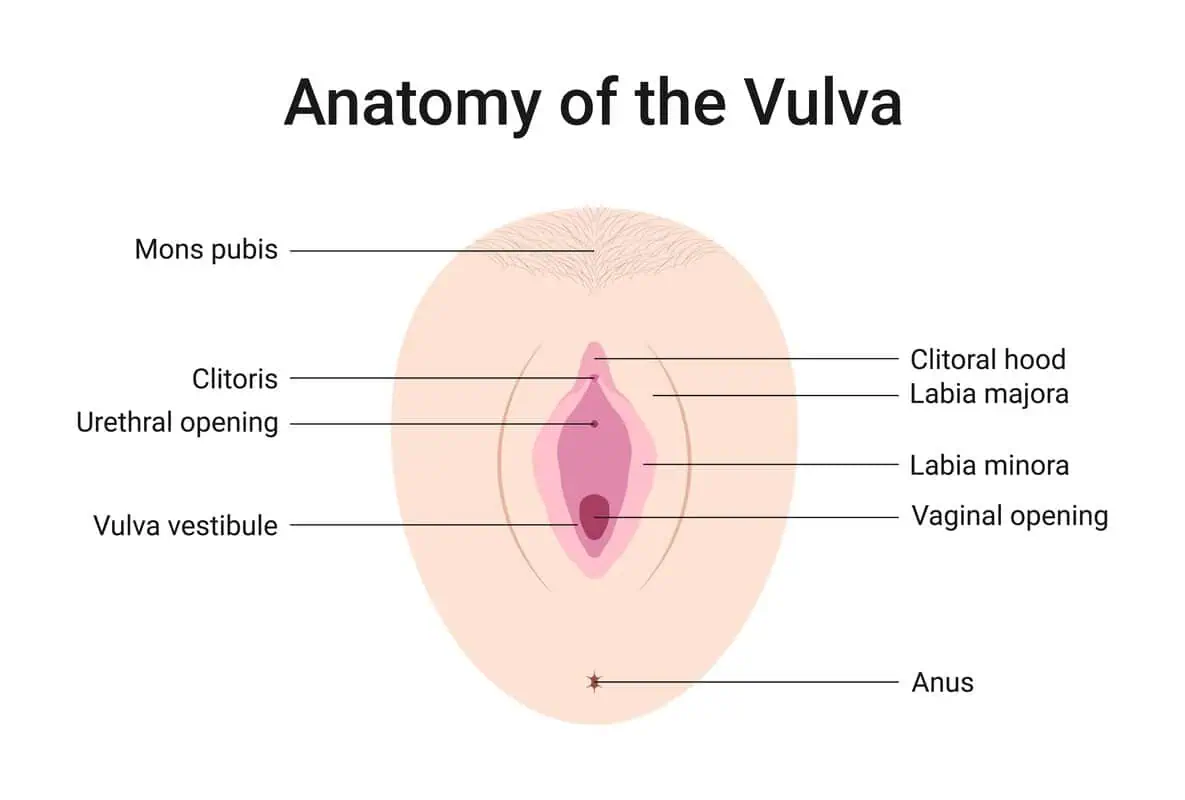 Red Light Therapy for Vulvar and Vaginal Health