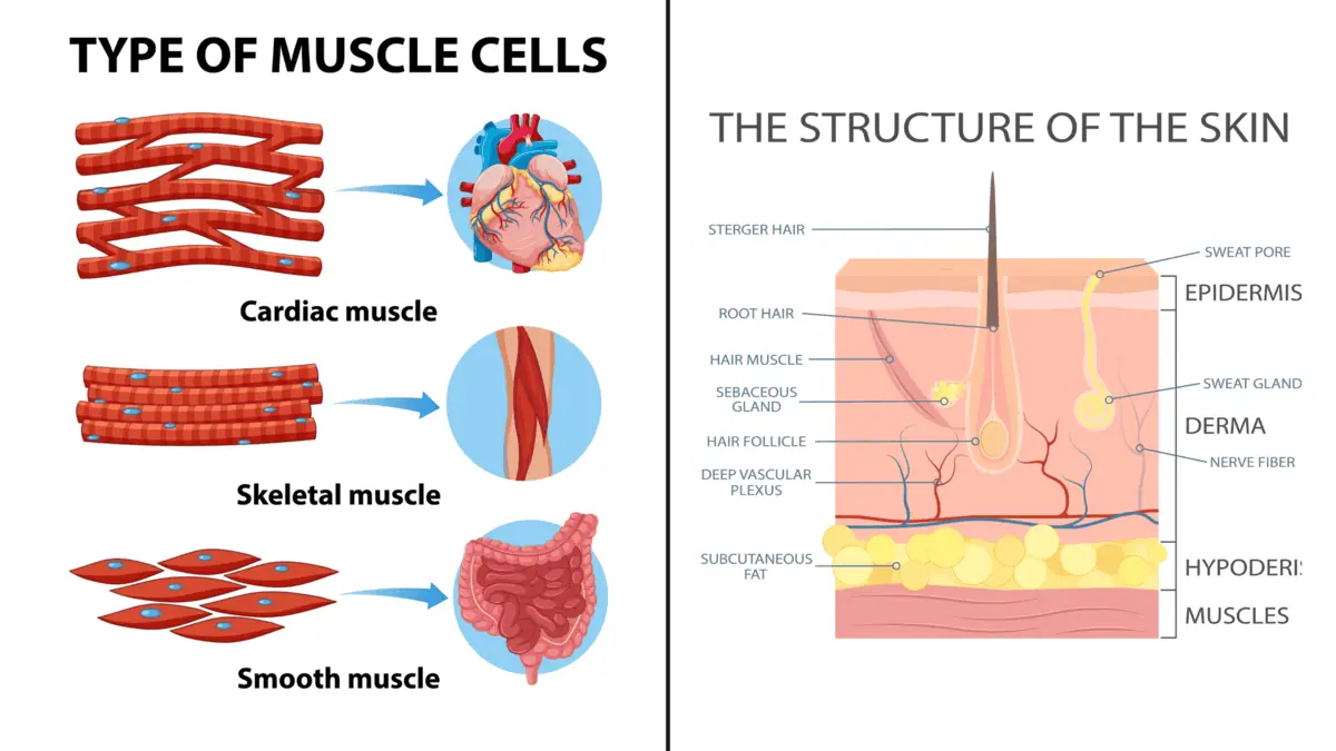 Red light therapy for mascule